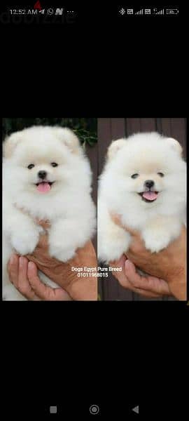 Mini Pomeranian puppies pure breed