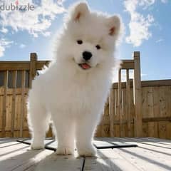 samoyed dog for sale