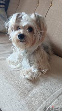 dog /يورك شايرMale Yorkshire terrier