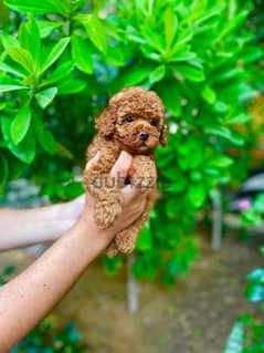 female toy poodle