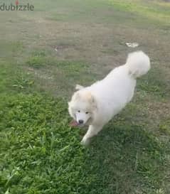 samoyed