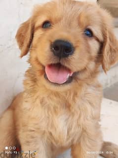 Golden Retriever