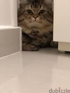 قط شيرازى Long haired persian cat needs a new home 0