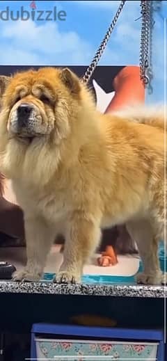 female chow chow 2 years