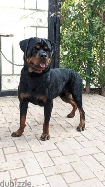 ذكر روت وايلر Rottwailer 0