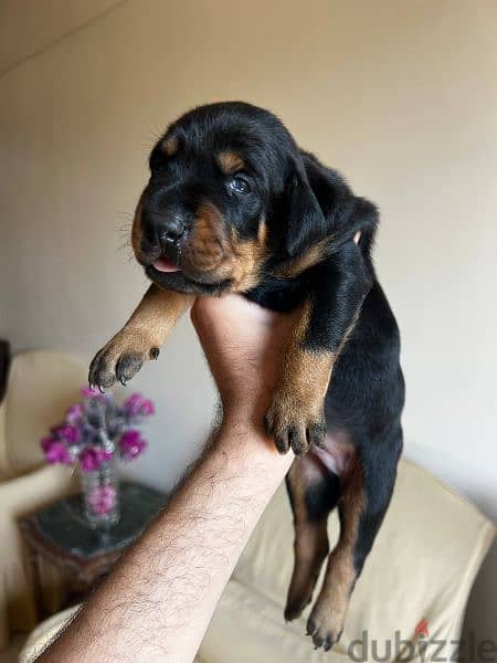 Doberman puppies  دوبرمان 2