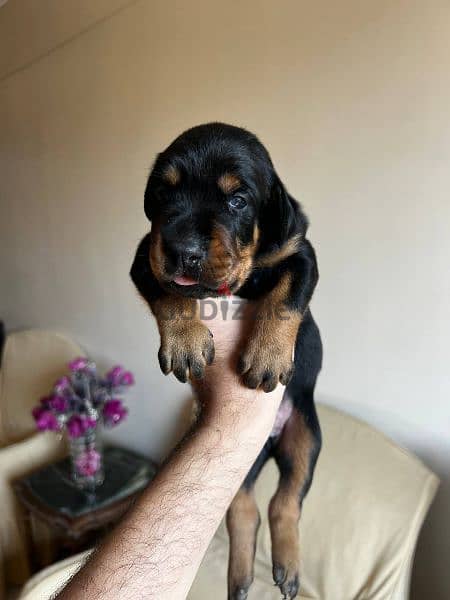 Doberman puppies  دوبرمان 3