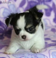 شيواوا تيكب اهالى FCI Chihuahua teacup puppies 0