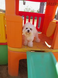 Mini Havanese male for sale (7 months) 0