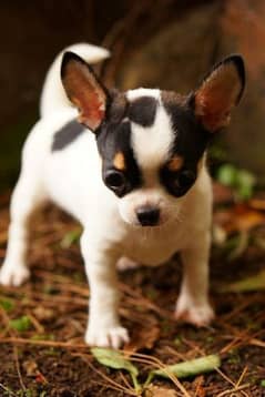 chihuahua teacup puppies شيواوا تيكب 0