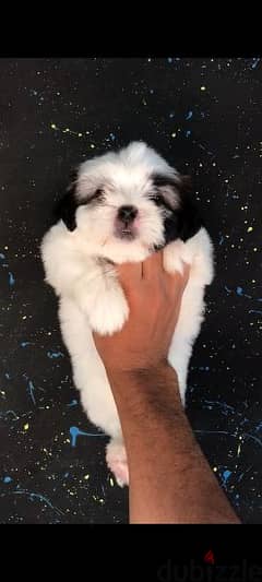 shih tzu puppy top quality mini size