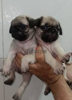 جراوى pug بيور 50 يوم يوجد ذكور