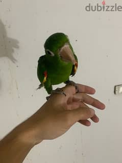 white eye conure parrot 0