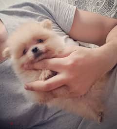 أجمل و أصغر ولد بومرانيان ممكن تشوفه pomeranian 0