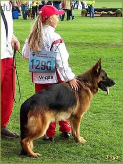 German Shepherd puppies 0