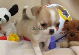 Toy chihuahua puppies  توى شيواوا 0