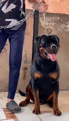 دكر روت ويلر للبيع / Rottweiler