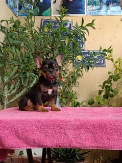 french bulldog 7 months imported parents فرنش بولدوج