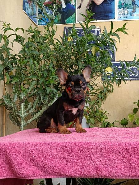 french bulldog 7 months imported parents فرنش بولدوج 7