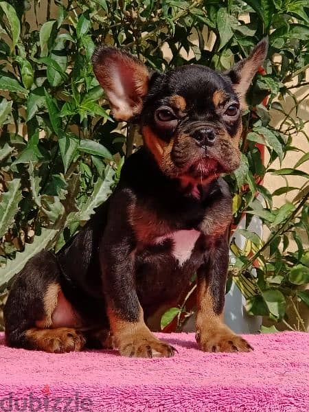 french bulldog 7 months imported parents فرنش بولدوج 9