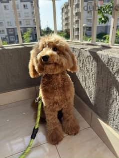 toypoodle male 8 months 0