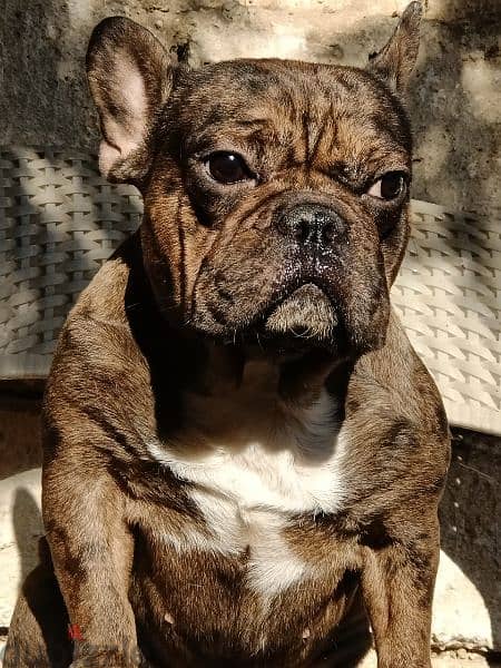 French bulldog mâle دكر فرنش سنه و5 شهور لون نادر 0