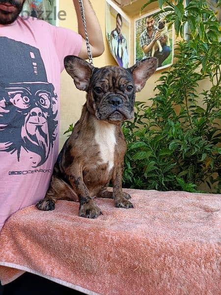 French bulldog mâle دكر فرنش سنه و5 شهور لون نادر 2