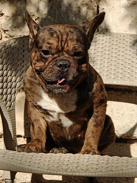 French bulldog mâle دكر فرنش سنه و5 شهور لون نادر 3