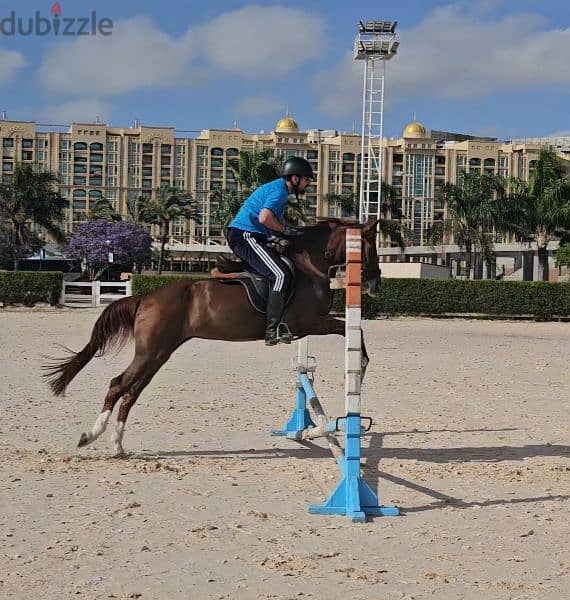 خيل فروسية فرسة قفز حواجز ممتازة ٧ سنين وطيبة جدا 4