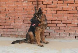 chaines German shepherd جيرمن صيني 0