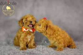 toy poodle puppies super mini 0