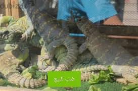 متاح ضبوب سيناوي و سعودي للأكل 0