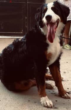 Bernese Mountain Dog 0