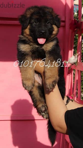 German shepherd puppies for sale جراوي جيرمان للبيع