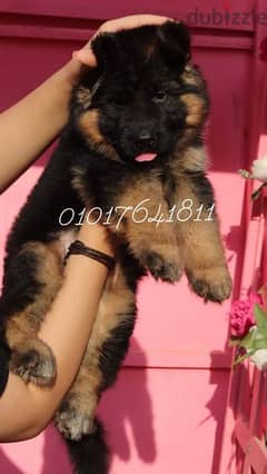 German shepherd puppies for sale جراوي جيرمان للبيع