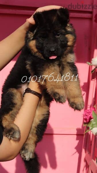 German shepherd puppies for sale جراوي جيرمان للبيع