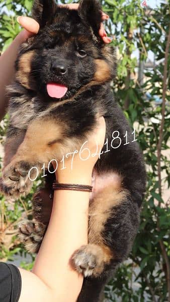 German shepherd puppies for sale جراوي جيرمان للبيع