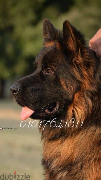 German shepherd puppies for sale جراوي جيرمان للبيع