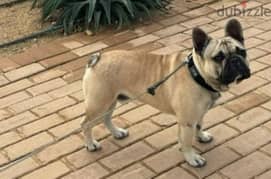 French Bulldog 0