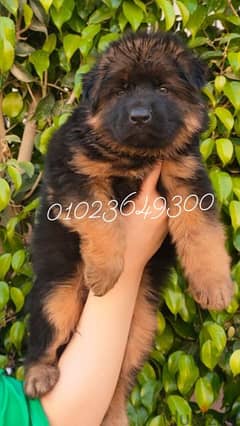 male and female German shepherd puppiy for saleجراوي جيرمان للبيع