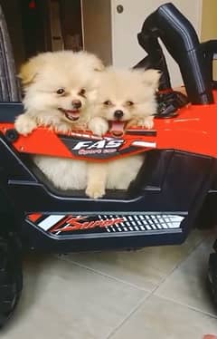 أحلي جراء بومرينيان Pomeranian puppies