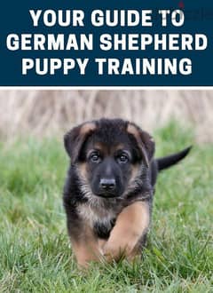 federal kennel dog hostel and training 0