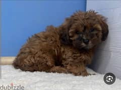 Shihpoo Puppy