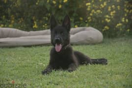 german shepherd work line imported parents