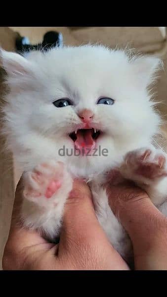 pure angora cat