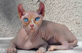 sphinx kittens from Russia  rare colors from Russia 0