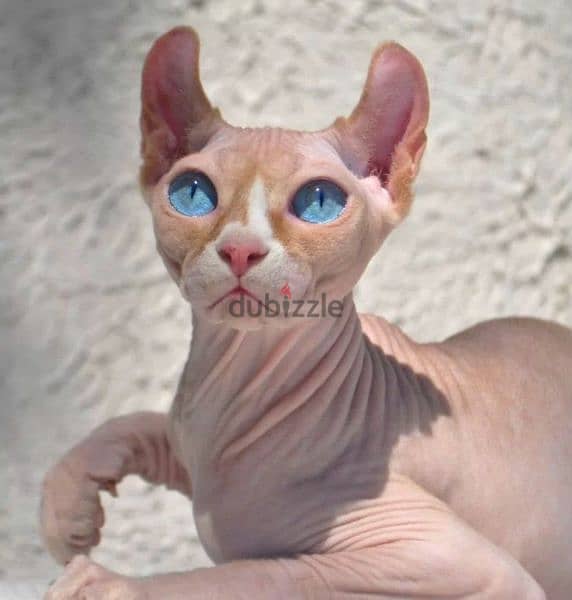 sphinx kittens from Russia  rare colors from Russia 3