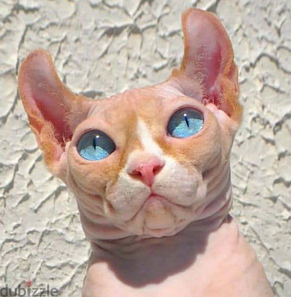 sphinx kittens from Russia  rare colors from Russia 5