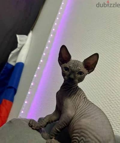 Canadian Sphynx Females From Russia