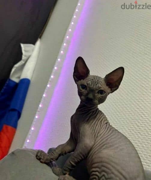 Canadian Sphynx Females From Russia 0